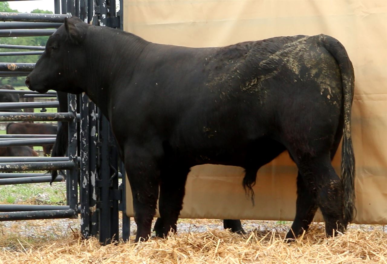 Best Black Bulls